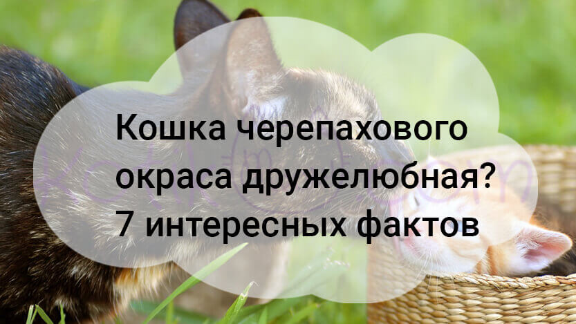 Подробнее о статье Кошка черепахового окраса дружелюбная? 7 интересных фактов