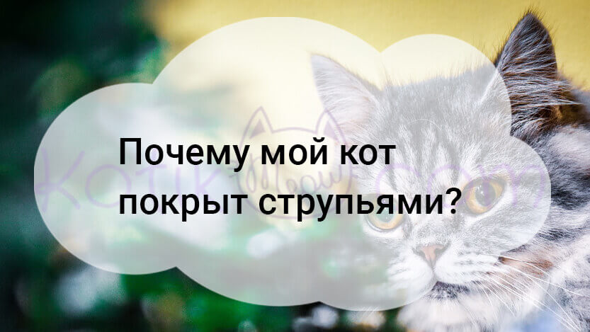 Подробнее о статье Почему мой кот покрыт струпьями?