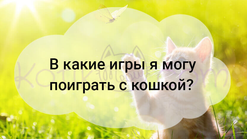Подробнее о статье В какие игры я могу поиграть с кошкой?