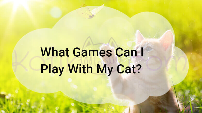 Read more about the article What Games Can I Play With My Cat?