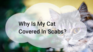 Read more about the article Why Is My Cat Covered In Scabs?