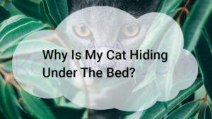Read more about the article Why Is My Cat Hiding Under The Bed?