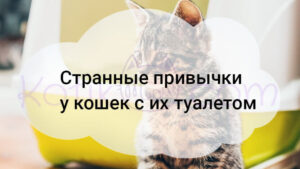 Подробнее о статье Странные привычки у кошек с их туалетом