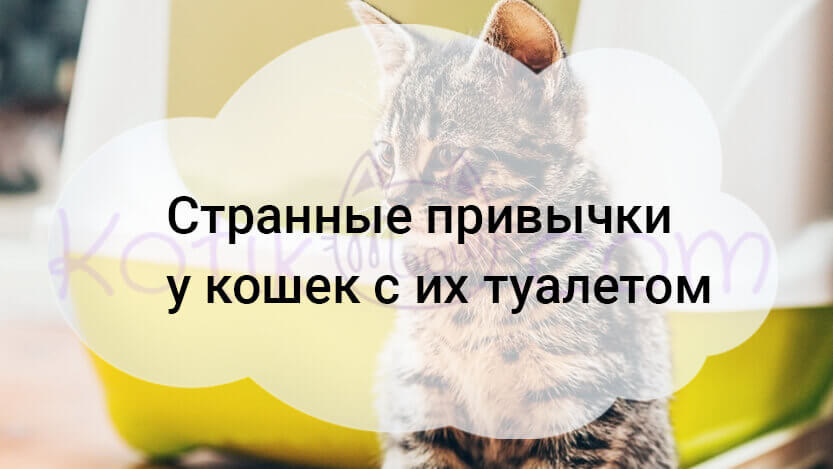Подробнее о статье Странные привычки у кошек с их туалетом