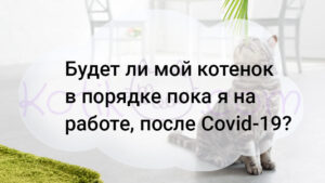 Подробнее о статье Будет ли мой котенок в порядке пока я на работе, после Covid-19?