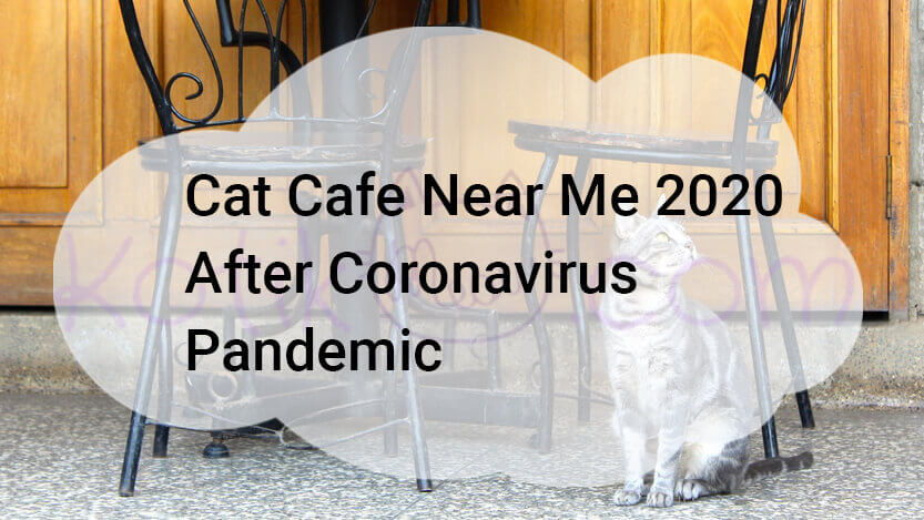 Read more about the article Cat Cafe Near Me 2020 After Coronavirus Pandemic