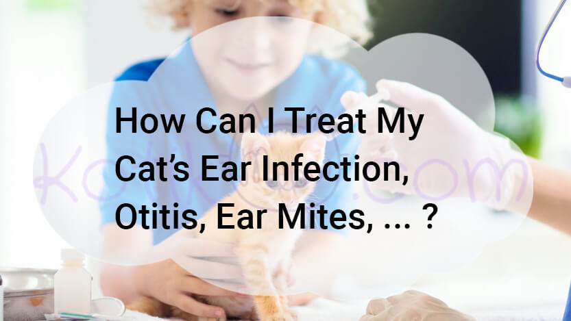 You are currently viewing How Can I Treat My Cat’s Ear Infection, Otitis?