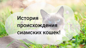 Подробнее о статье История происхождения сиамских кошек!