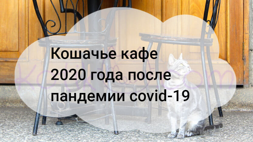 Подробнее о статье Кошачье кафе 2020 года после пандемии covid-19