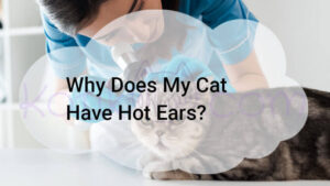 Read more about the article Why Does My Cat Have Hot Ears?
