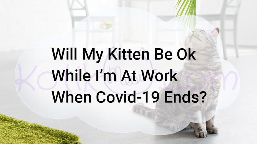 Read more about the article Will My Kitten Be Ok While I’m At Work When Covid-19 Ends?