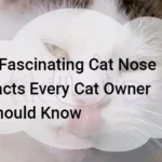 8 Fascinating Cat Nose Facts Every Cat Owner Should Know