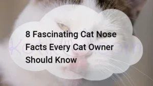 Read more about the article 8 Fascinating Cat Nose Facts Every Cat Owner Should Know