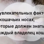 8 увлекательных фактов о кошачьих носах, которые должен знать каждый владелец кошки