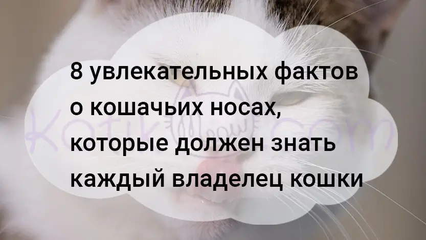 Подробнее о статье 8 увлекательных фактов о кошачьих носах, которые должен знать каждый владелец кошки