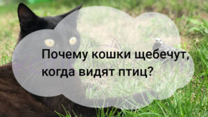 Подробнее о статье Почему кошки щебечут, когда видят птиц?