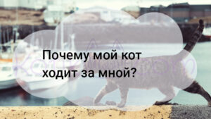 Подробнее о статье Почему мой кот ходит за мной?