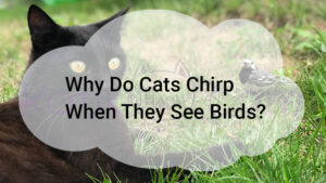 Read more about the article Why Do Cats Chirp When They See Birds?
