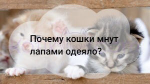 Подробнее о статье Почему кошки мнут лапами одеяло?