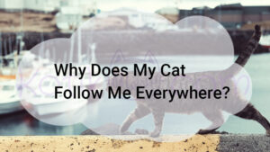 Read more about the article Why Does My Cat Follow Me Everywhere?
