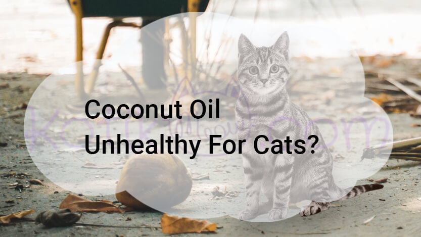 Read more about the article Coconut Oil Unhealthy For Cats?