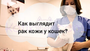 Подробнее о статье Как выглядит рак кожи у кошек?