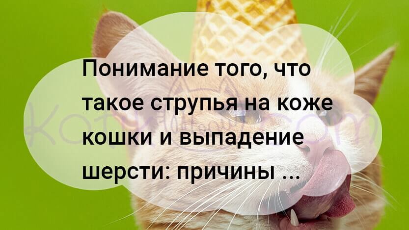 Подробнее о статье Понимание того, что такое струпья на коже кошки и выпадение шерсти: причины, симптомы и лечение