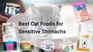 Read more about the article Best Cat Foods for Sensitive Stomachs 2025