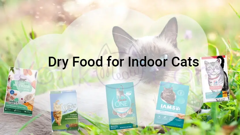 Read more about the article Dry Food for Indoor Cats 2025