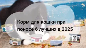 Подробнее о статье Корм для кошки при поносе 6 лучших в 2025