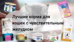 Подробнее о статье Лучшие корма для кошек с чувствительным желудком 2025