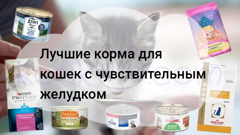 Вы сейчас просматриваете Лучшие корма для кошек с чувствительным желудком 2025