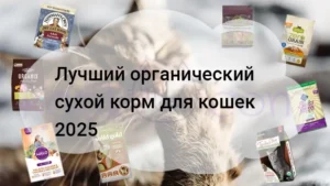 Подробнее о статье Лучший сухой корм для кошек 2025
