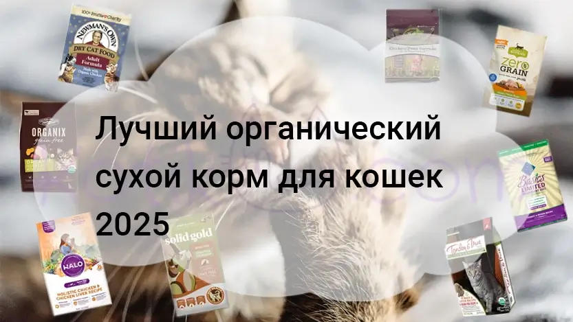 Подробнее о статье Лучший сухой корм для кошек 2025