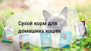 Подробнее о статье Сухой корм для домашних кошек 2025