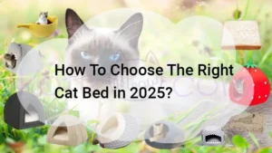 Read more about the article How To Choose The Right Cat Bed in 2025?