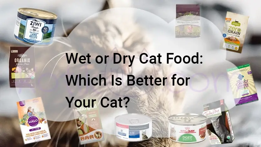 Read more about the article Wet or Dry Cat Food: Which Is Better for Your Cat?