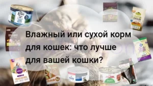 Подробнее о статье Влажный или сухой корм для кошек: что лучше для вашей кошки?