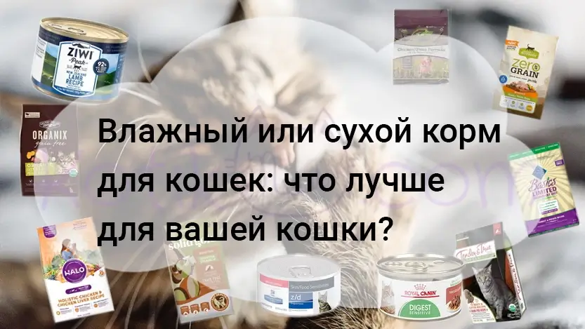 Подробнее о статье Влажный или сухой корм для кошек: что лучше для вашей кошки?