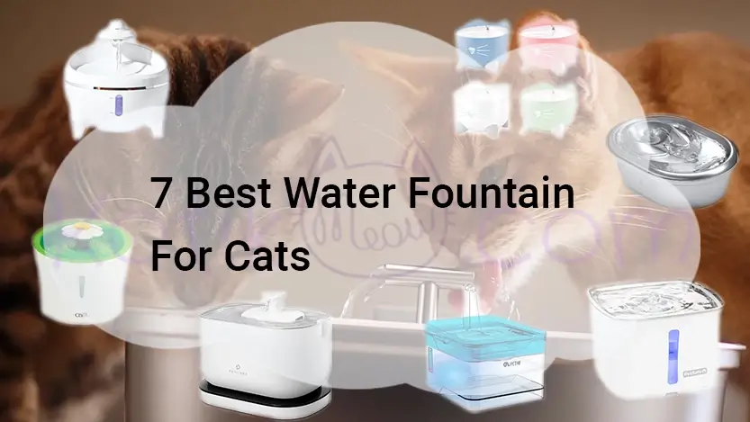 Read more about the article 7 Best Water Fountain For Cats