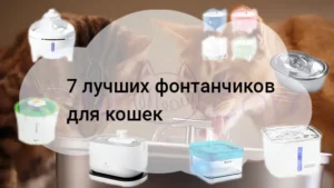 Подробнее о статье Питьевой фонтанчик для кошки — 7 лучших