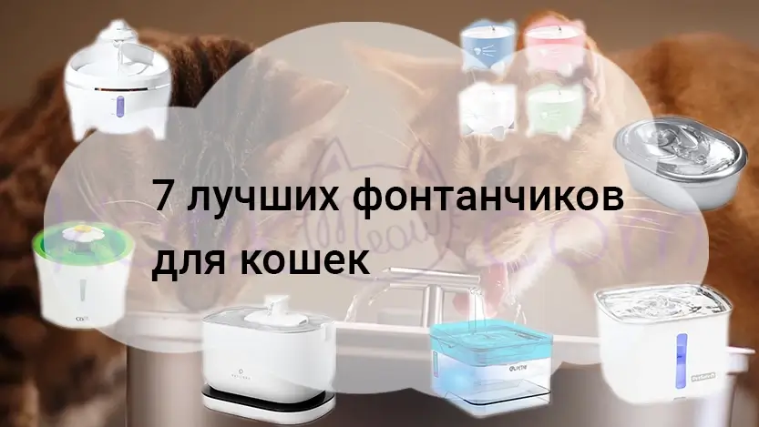 Подробнее о статье Питьевой фонтанчик для кошки — 7 лучших