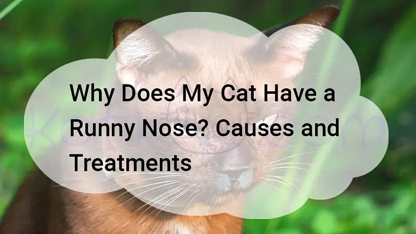 You are currently viewing Why Does My Cat Have a Runny Nose? Causes and Treatments