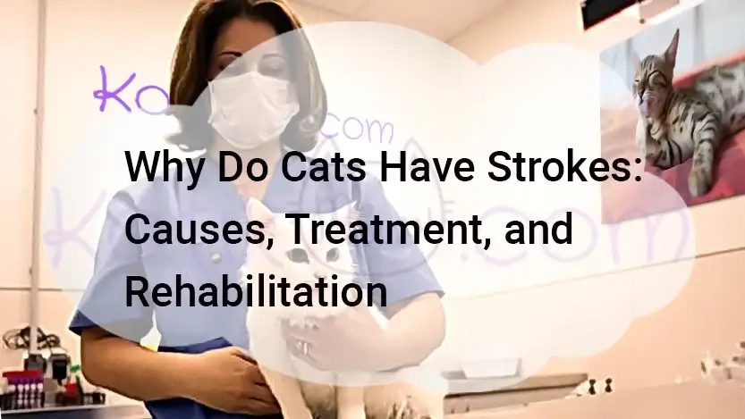 Read more about the article Why Do Cats Have Strokes: Causes, Treatment, and Rehabilitation
