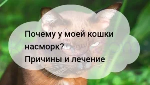 Подробнее о статье Почему у моей кошки насморк? Причины и лечение