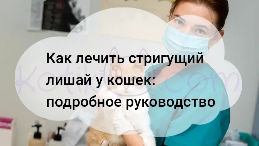Подробнее о статье Как лечить стригущий лишай у кошек: подробное руководство