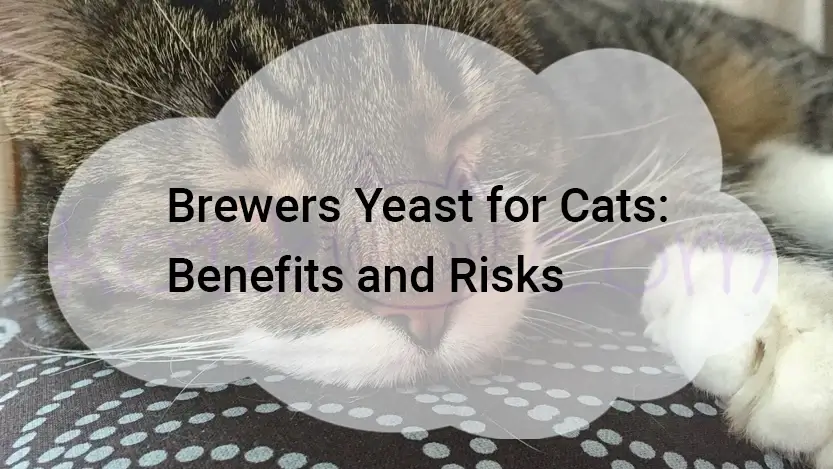 Read more about the article Brewers Yeast for Cats: Benefits and Risks
