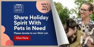 Holiday Brewers Yeast for Cats Benefits and Risks