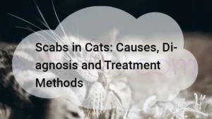 Read more about the article Scabs in Cats Back
