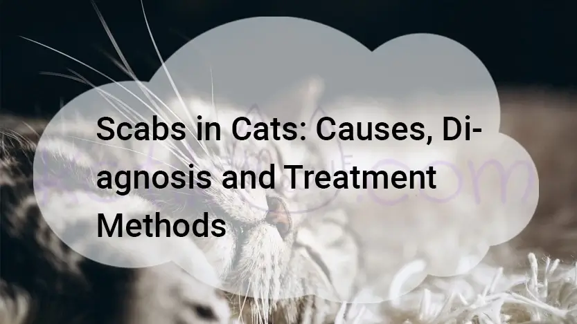 Read more about the article Scabs in Cats Back